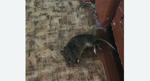 Дезинфекция от мышей в Колчаново