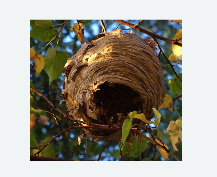 Обработка от шершней в Колчаново