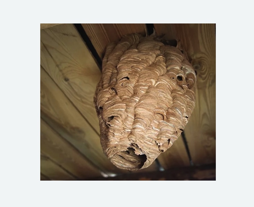 обработка от шершней в Колчаново