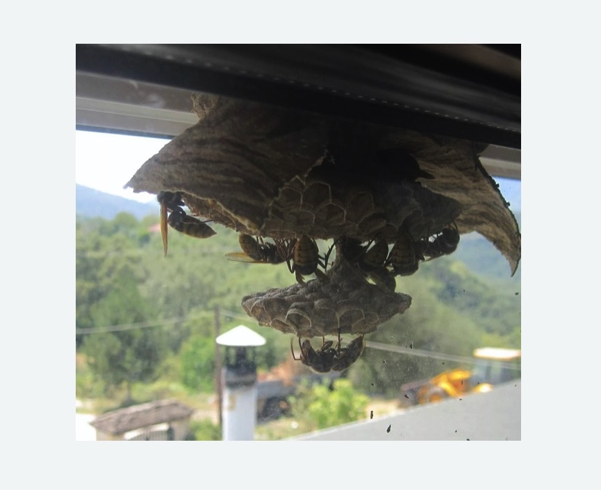 Уничтожение гнёзд шершней в Колчаново