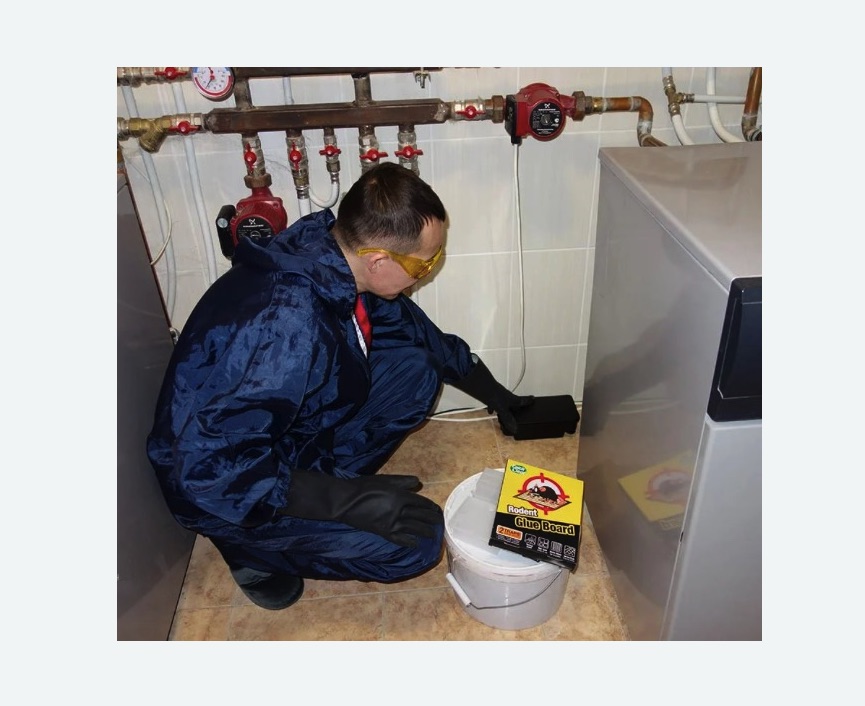 Уничтожение крыс в Колчаново