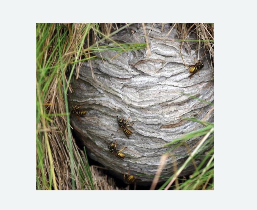 Уничтожение ос и ульев в Колчаново